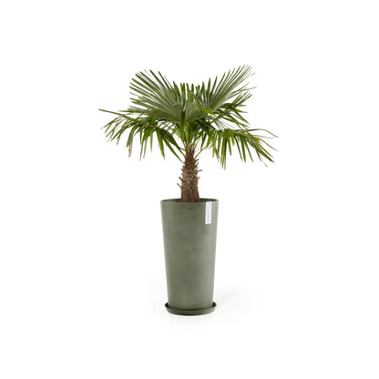 Kukkaruukku Amsterdam korkea 90cm kaki – aluslautasen ja kasvin kanssa 2