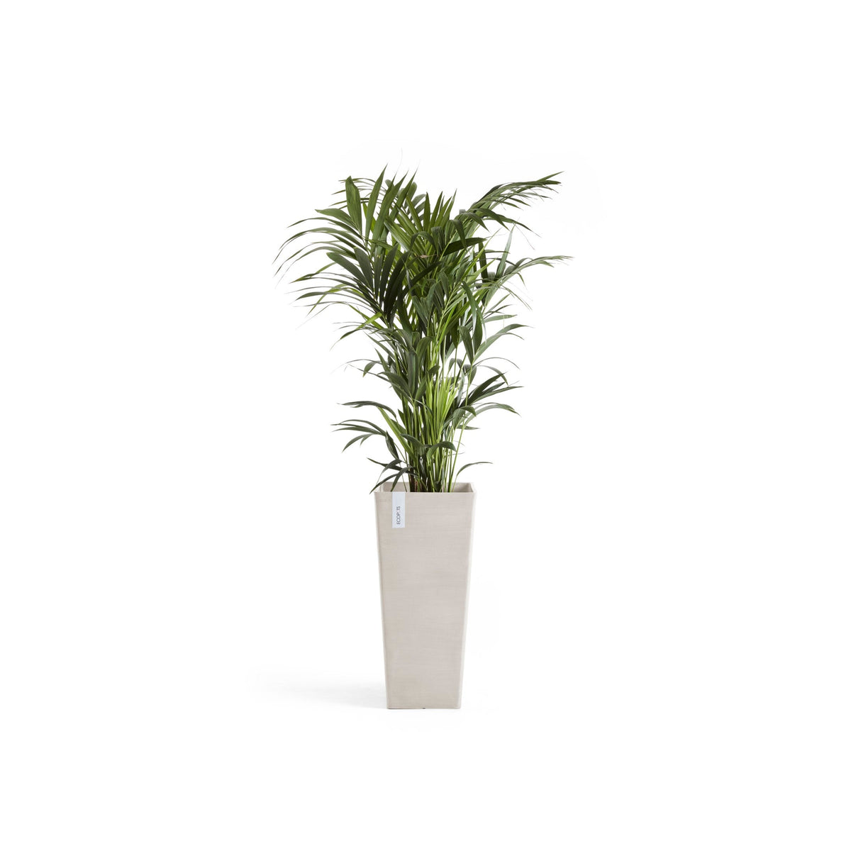 Kukkaruukku Rotterdam korkea 70cm hiekka – kasvin kanssa 2