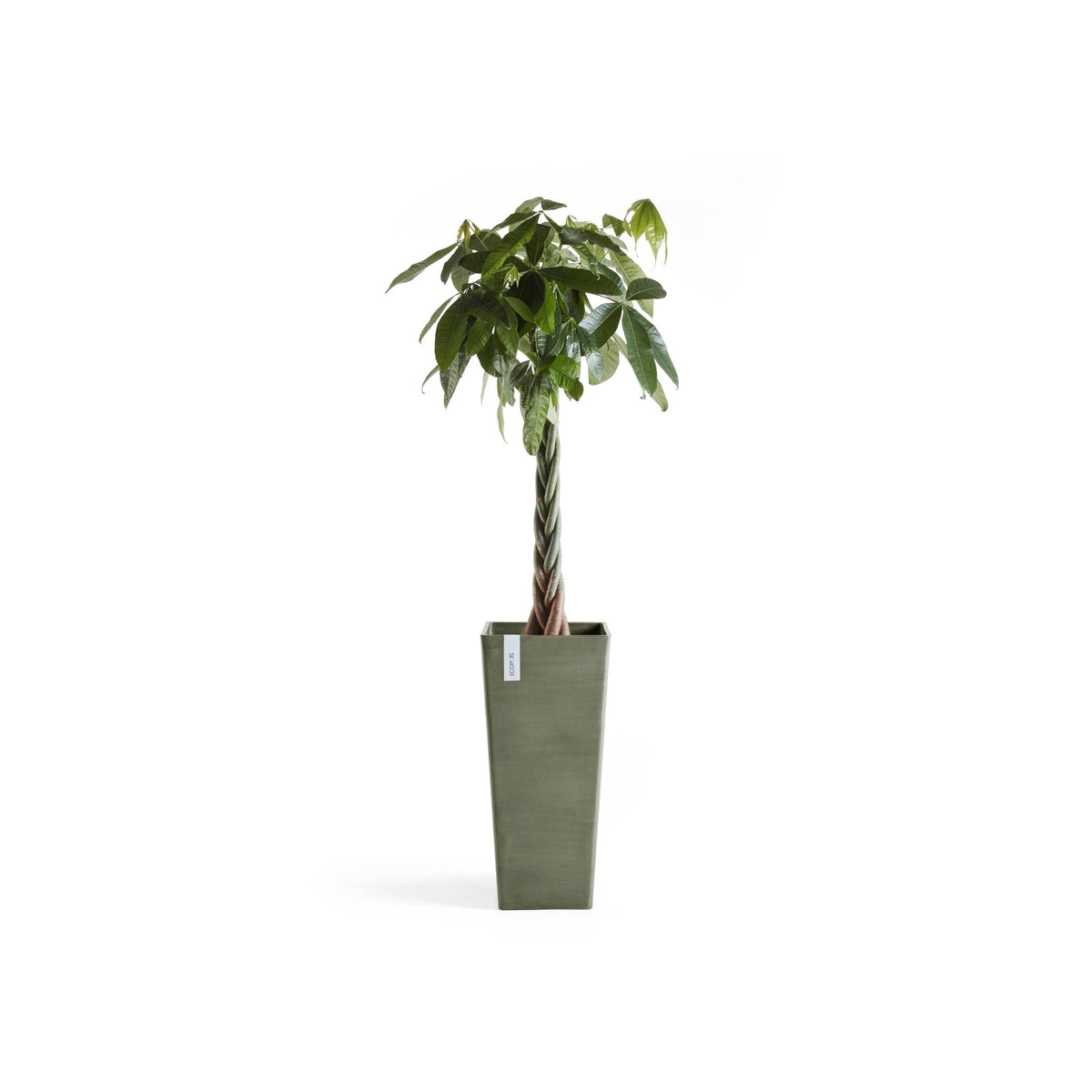 Kukkaruukku Rotterdam korkea 70cm kaki – kasvin kanssa 3