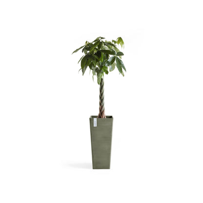 Kukkaruukku Rotterdam korkea 70cm kaki – kasvin kanssa 3