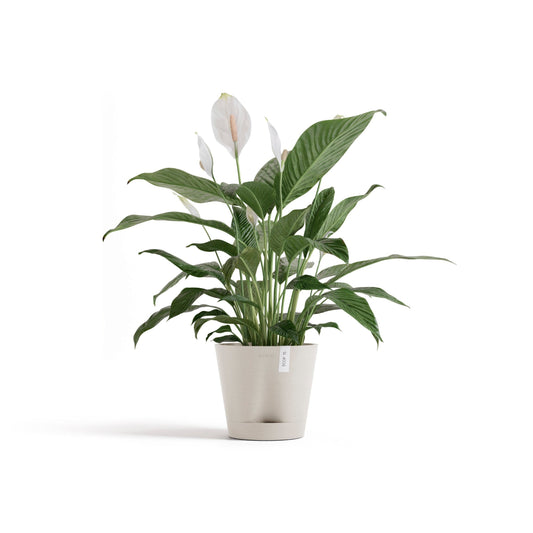 Kukkaruukku Venetsia 2.0 20cm hiekka – kasvin kanssa