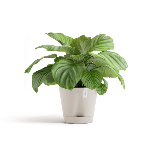 Kukkaruukku Venetsia 2.0 30cm hiekka – kasvin kanssa