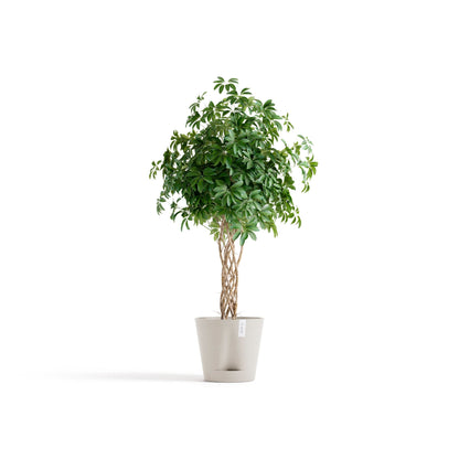 Kukkaruukku Venetsia 2.0 40cm hiekka – kasvin kanssa