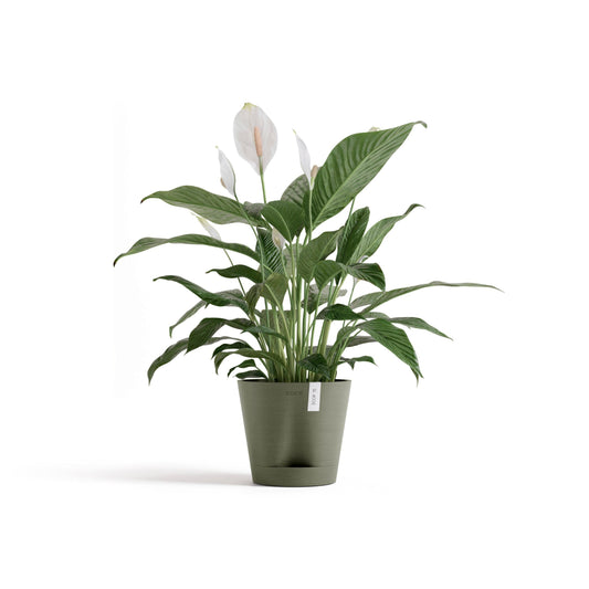 Kukkaruukku Venetsia 2.0 20cm kaki – kasvin kanssa