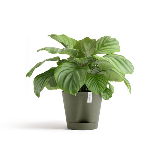 Kukkaruukku Venetsia 2.0 30cm kaki – kasvin kanssa