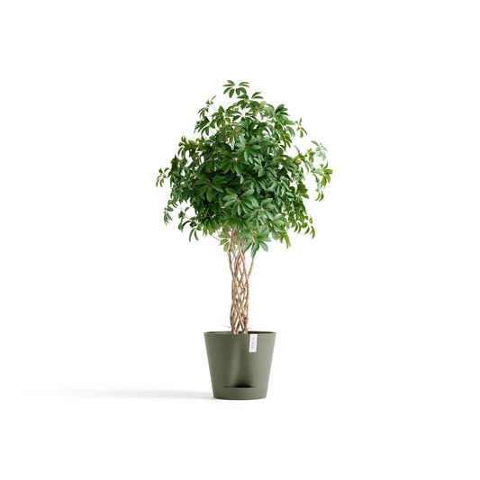 Kukkaruukku Venetsia 2.0 40cm kaki – kasvin kanssa