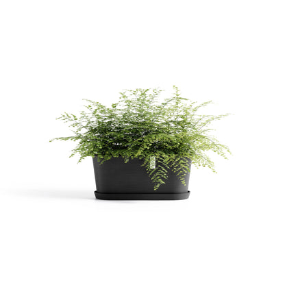 Kukkaruukku Tokio 40cm tummanharmaa – kasvin kanssa 2