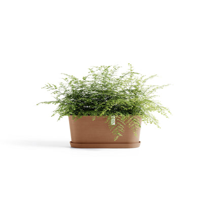 Kukkaruukku Tokio 40cm terracotta – aluslautasen ja kasvin kanssa