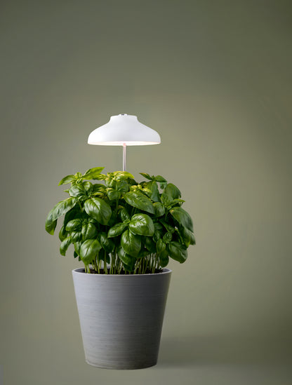 Kasvivalo Led teleskooppijalalla