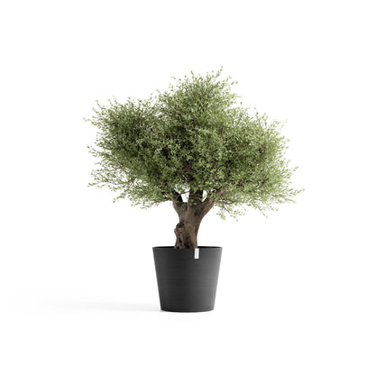 Kukkaruukku Amsterdam 70cm tummanharmaa – kasvin kanssa