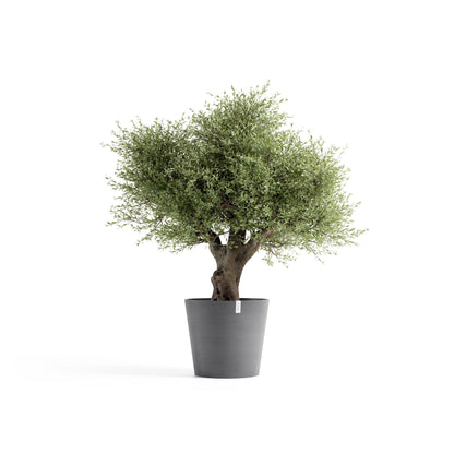 Kukkaruukku Amsterdam 70cm harmaa – kasvin kanssa