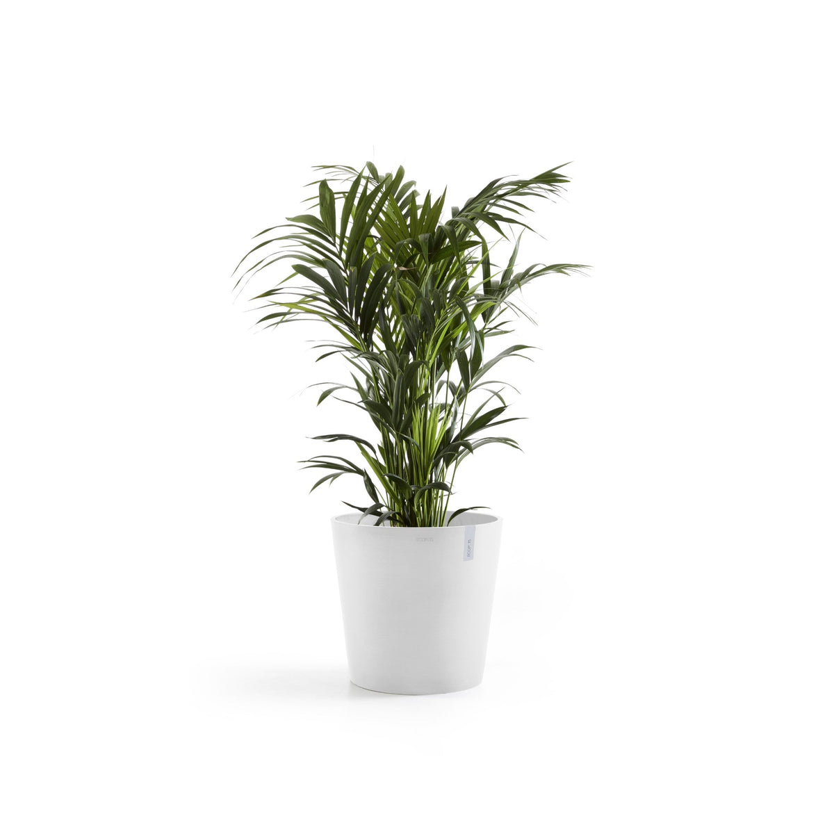 Kukkaruukku Amsterdam 70cm valkoinen – kasvin kanssa 2