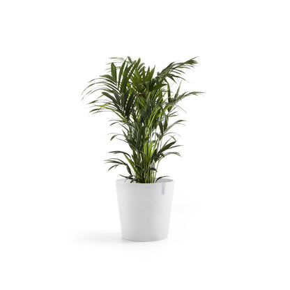 Kukkaruukku Amsterdam 70cm valkoinen – kasvin kanssa 2