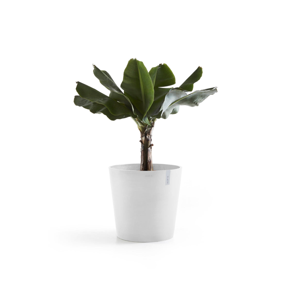 Kukkaruukku Amsterdam 70cm valkoinen – kasvin kanssa 3