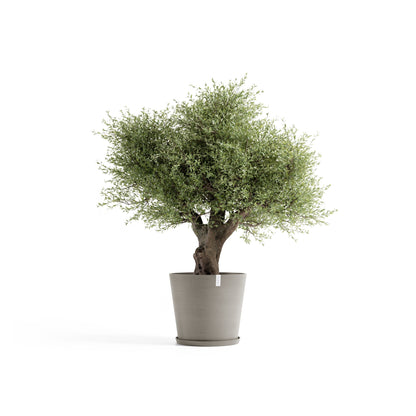 Kukkaruukku Amsterdam 70cm taupe – aluslautasen ja kasvin kanssa