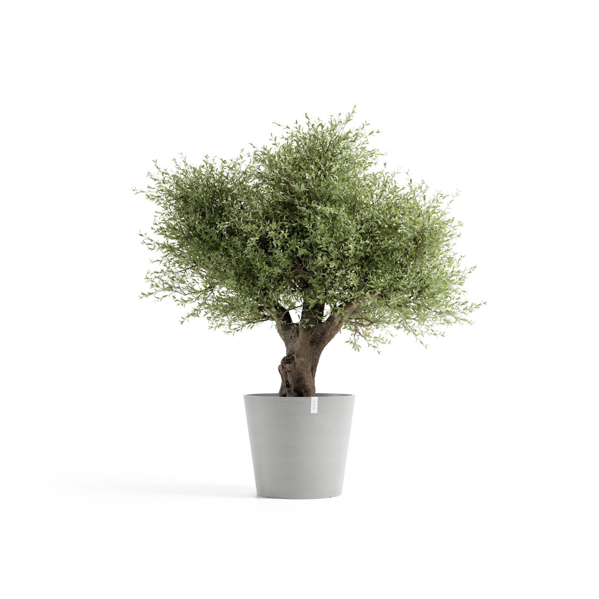 Kukkaruukku Amsterdam 70cm valkoharmaa – kasvin kanssa