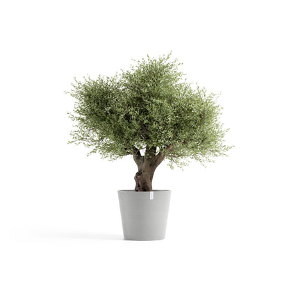 Kukkaruukku Amsterdam 70cm valkoharmaa – kasvin kanssa