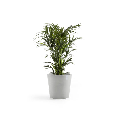 Kukkaruukku Amsterdam 70cm valkoharmaa – kasvin kanssa 2