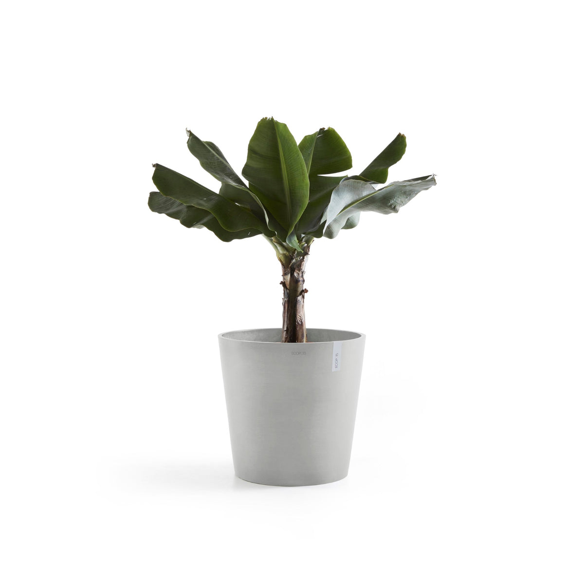 Kukkaruukku Amsterdam 70cm valkoharmaa – kasvin kanssa 3