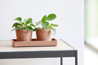 Kukkaruukku Amsterdam 8cm 2kpl & esillepanotarjotin 20cm terracotta – tunnelmakuva
