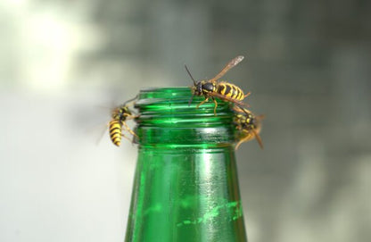 Getingskrämma Wasp Nest