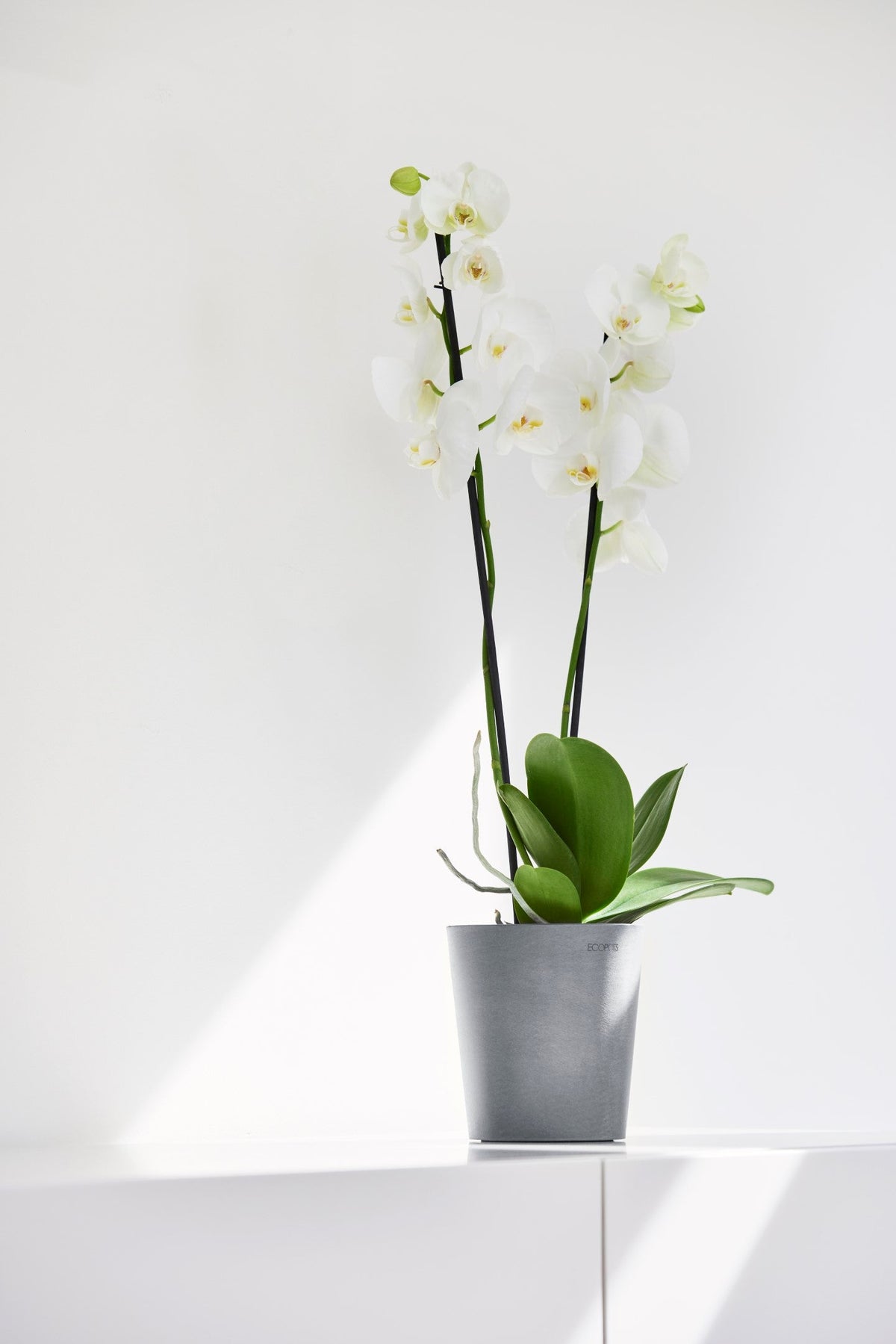 Kukkaruukku Morinda 14cm siniharmaa – tunnelmakuva