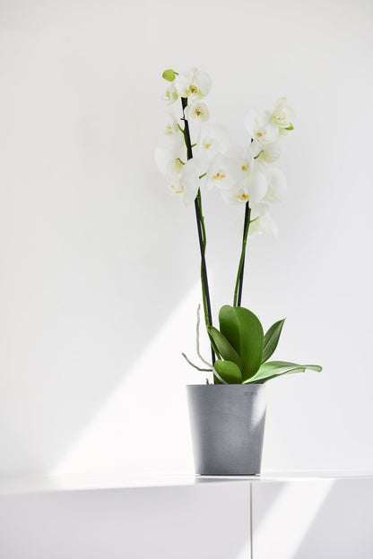 Kukkaruukku Morinda 14cm siniharmaa – tunnelmakuva