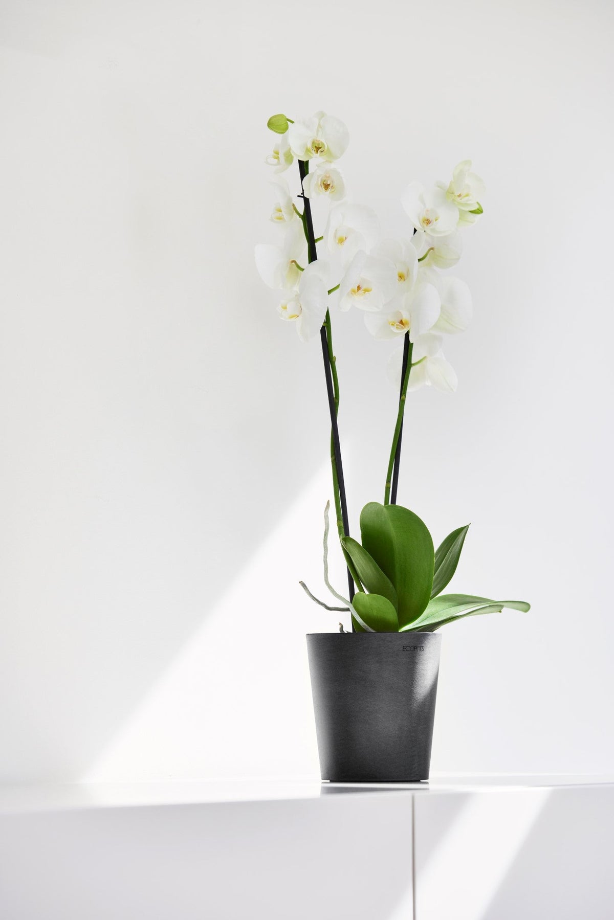 Kukkaruukku Morinda 14cm tummanharmaa – tunnelmakuva