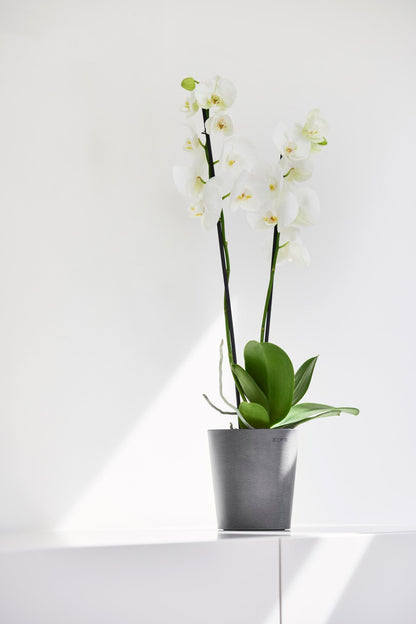 Kukkaruukku Morinda 17cm harmaa – tunnelmakuva