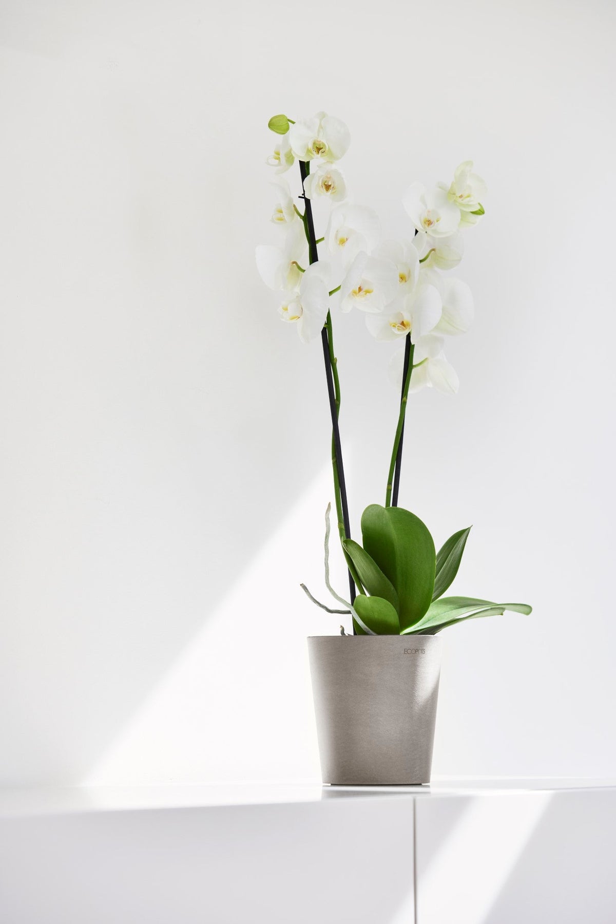 Kukkaruukku Morinda 17cm taupe – tunnelmakuva