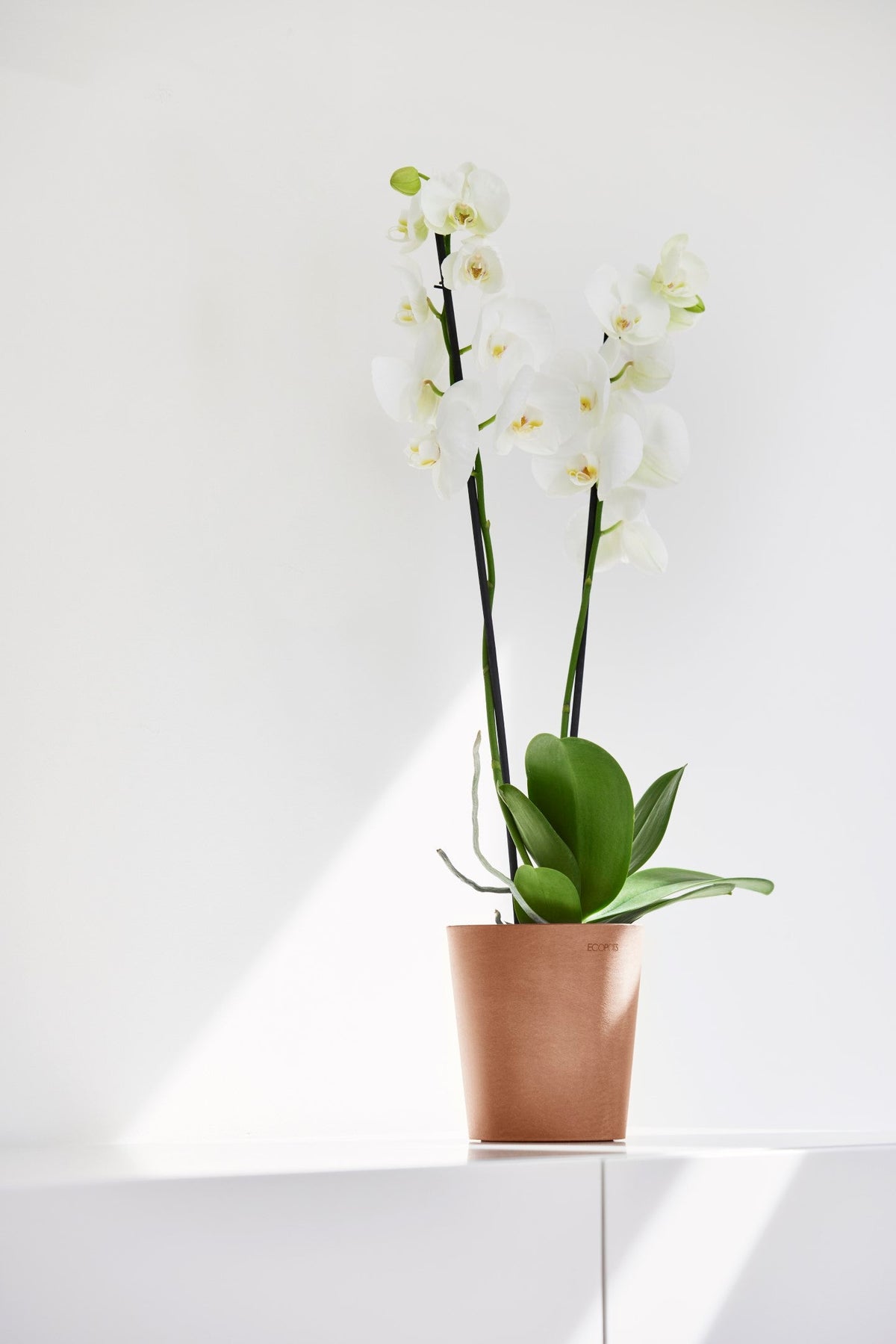 Kukkaruukku Morinda 14cm terracotta – tunnelmakuva