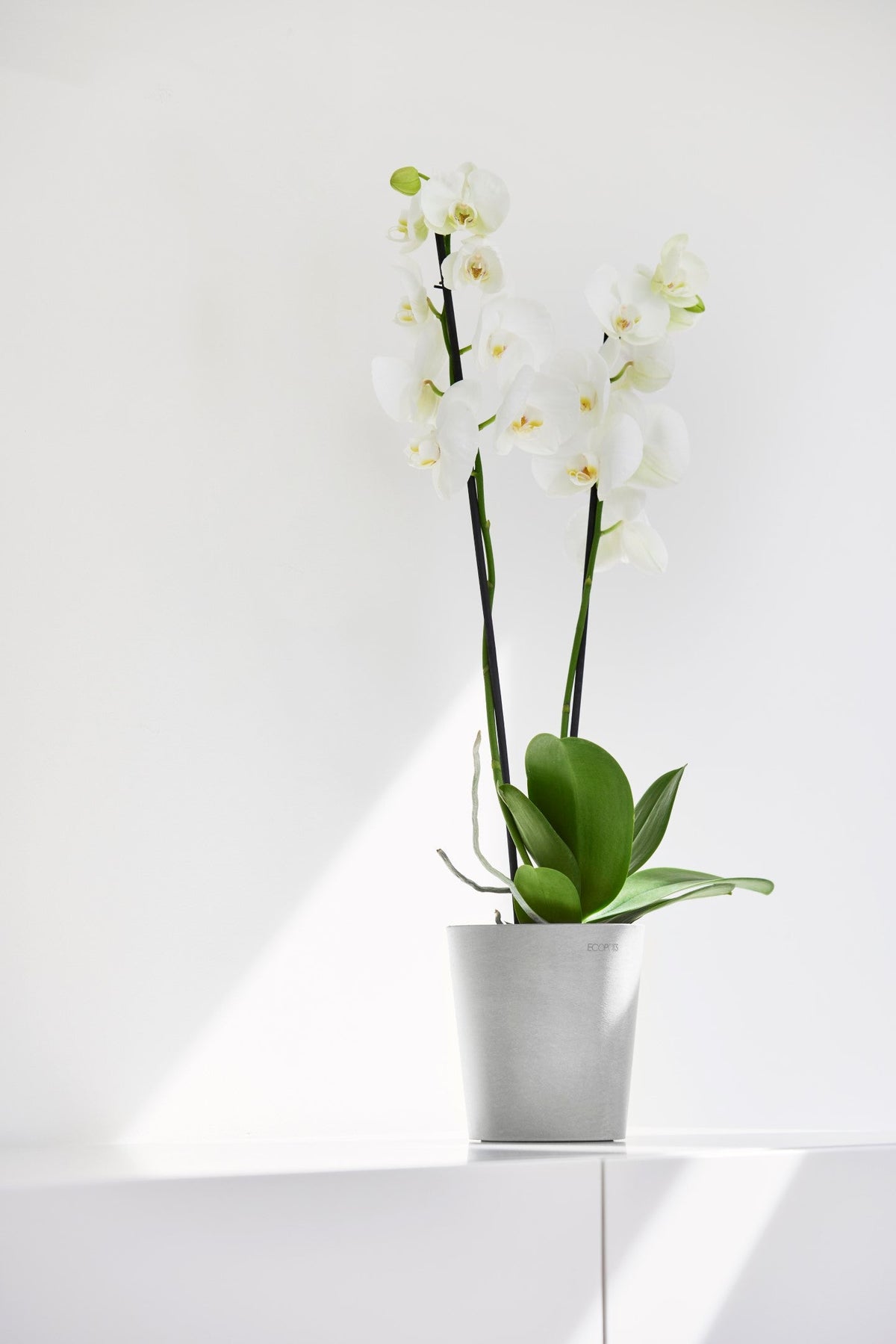 Kukkaruukku Morinda 14cm valkoharmaa – tunnelmakuva
