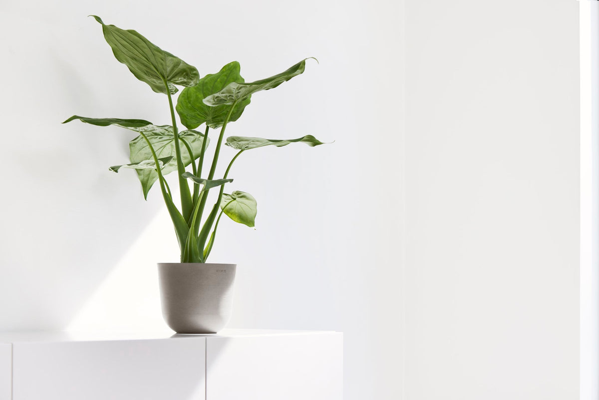 Kukkaruukku Oslo 16cm taupe – tunnelmakuva