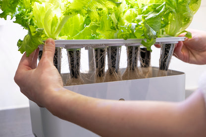 Hydroponinen vesiviljelyjärjestelmä Urban Growing P8