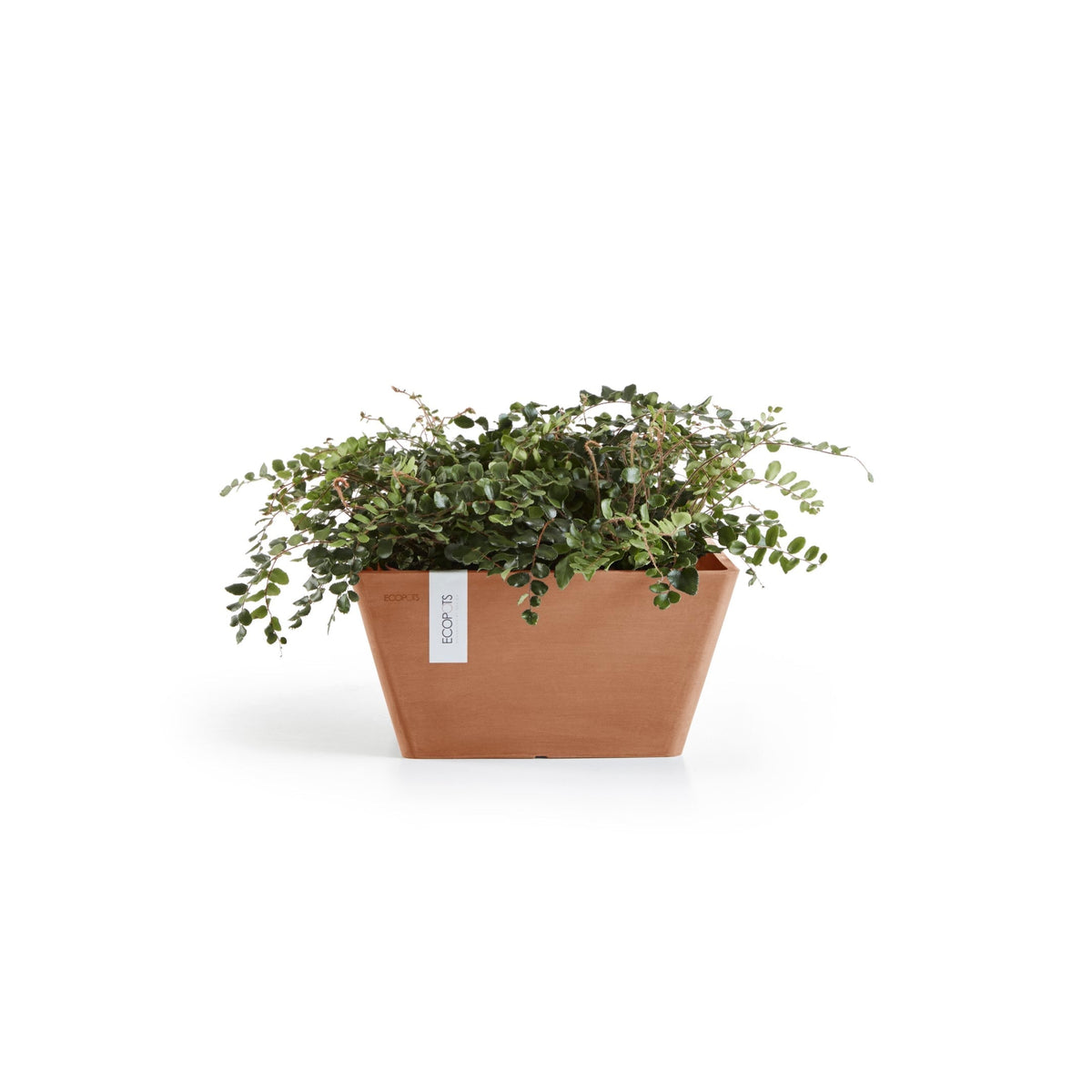 Kukkaruukku Berliini 30cm terracotta – kasvin kanssa 2