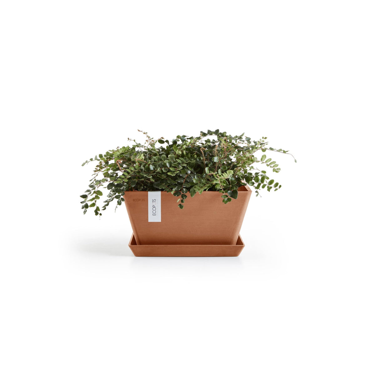 Kukkaruukku Berliini 30cm terracotta – aluslautasen ja kasvin kanssa