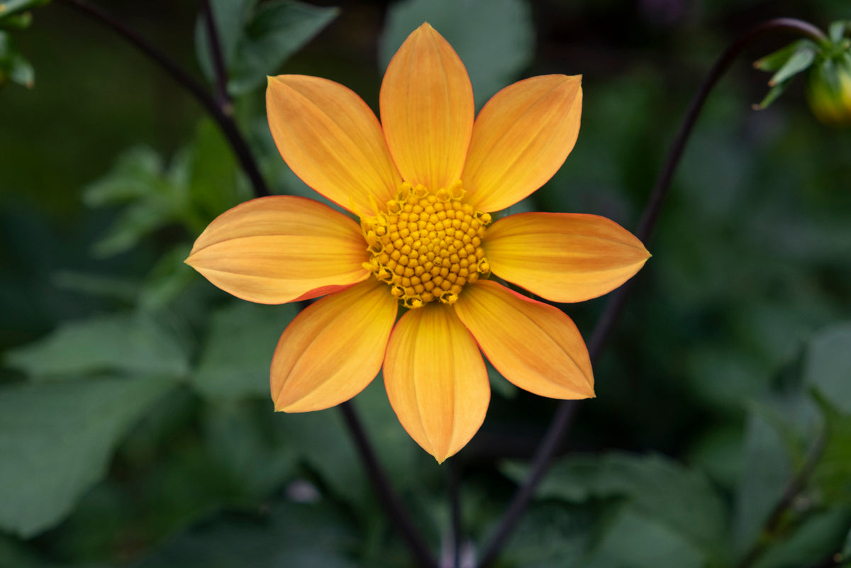 Kukkiva kasvi Blomstra-ravinteella