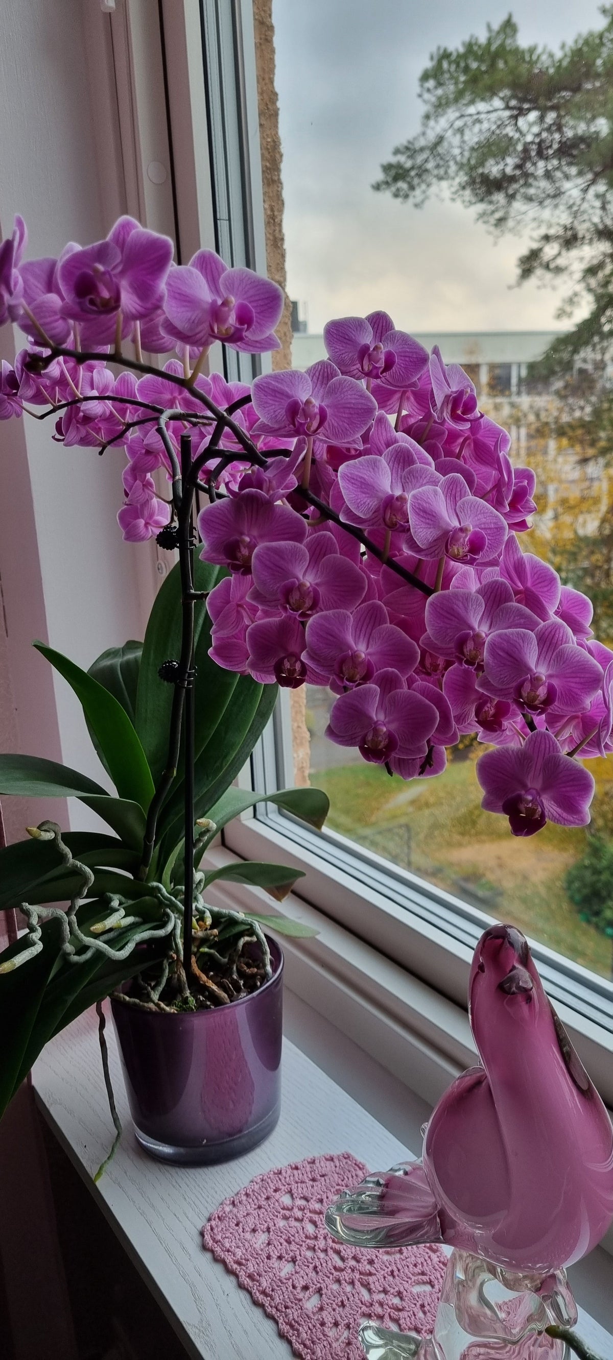 Orkideat Blomstra-ravinteella
