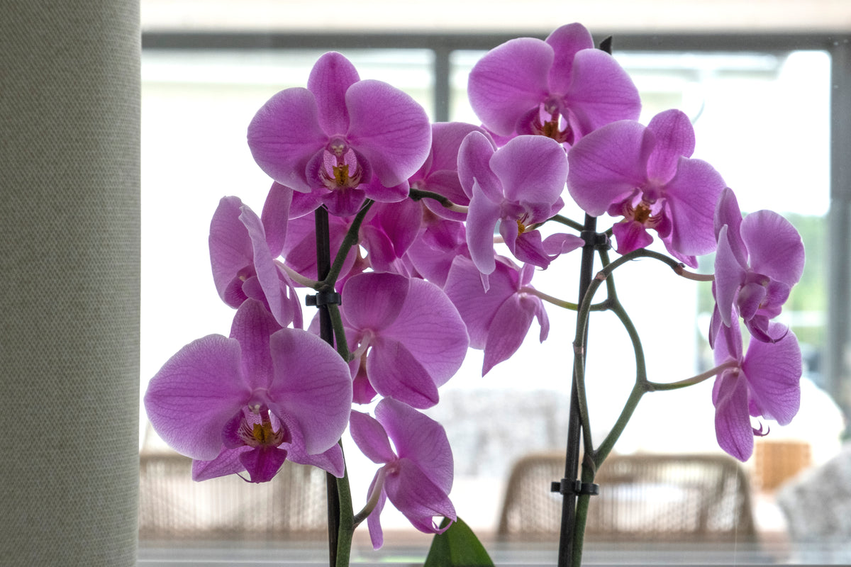 Blomstra