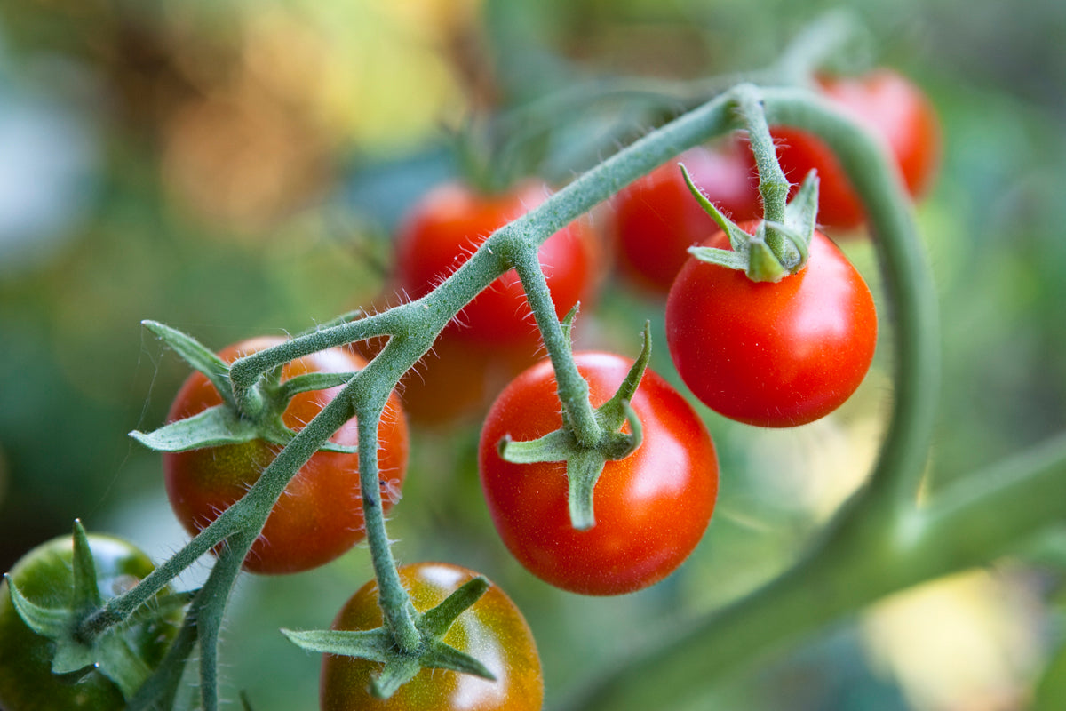 Blomstra Tomaattiravinne – tomaatit