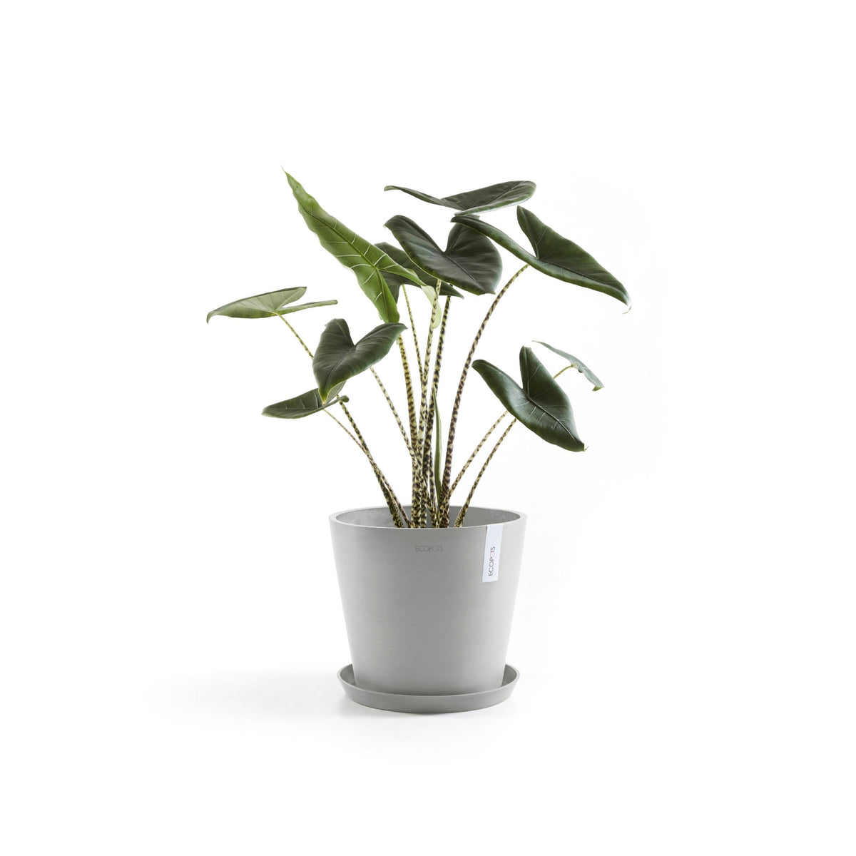 Lillepott Amsterdam 30cm valgehall veereservuaariga