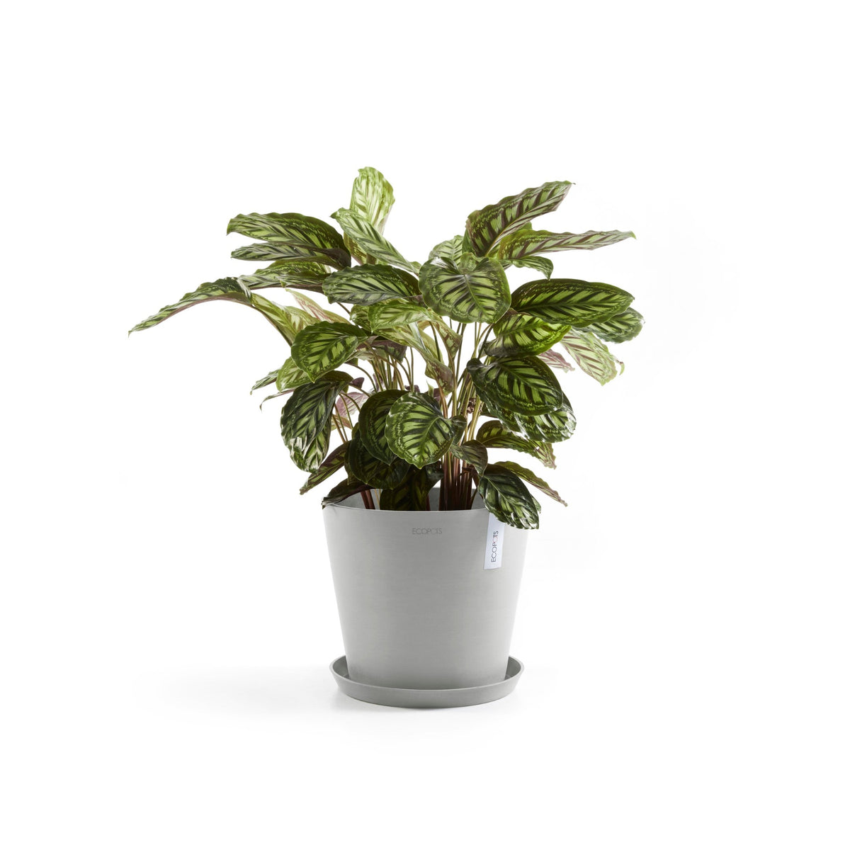 Lillepott Amsterdam 30cm valgehall veereservuaariga