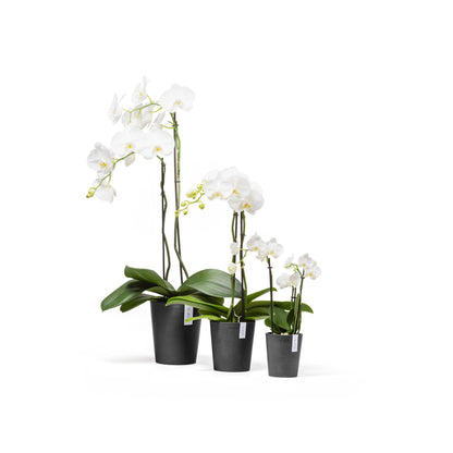 Lillepott Morinda 11cm tumehall