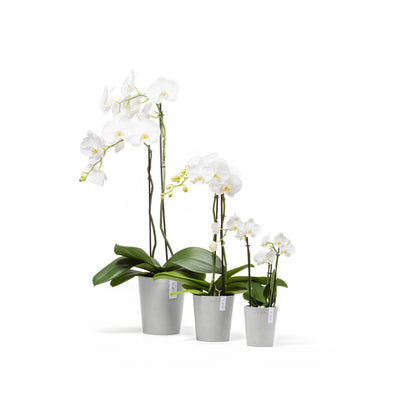 Lillepott Morinda 11cm valgehall