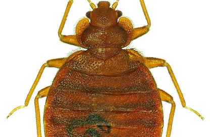 Vägglöss Sticky B 4-pack