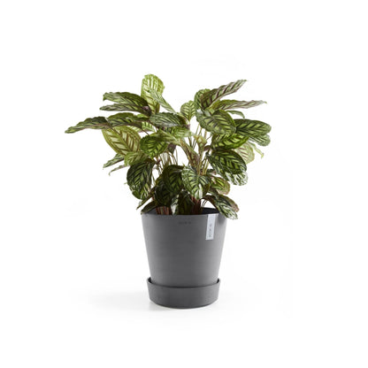 Kukkaruukku - Ecopots - Aluslautanen Amsterdam pyörillä 30cm harmaa - Ecopots - Uuden aikakauden kukkaruukku kierrätysmateriaalista