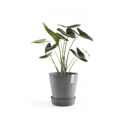 Kukkaruukku - Ecopots - Aluslautanen Amsterdam pyörillä 30cm harmaa - Ecopots - Uuden aikakauden kukkaruukku kierrätysmateriaalista