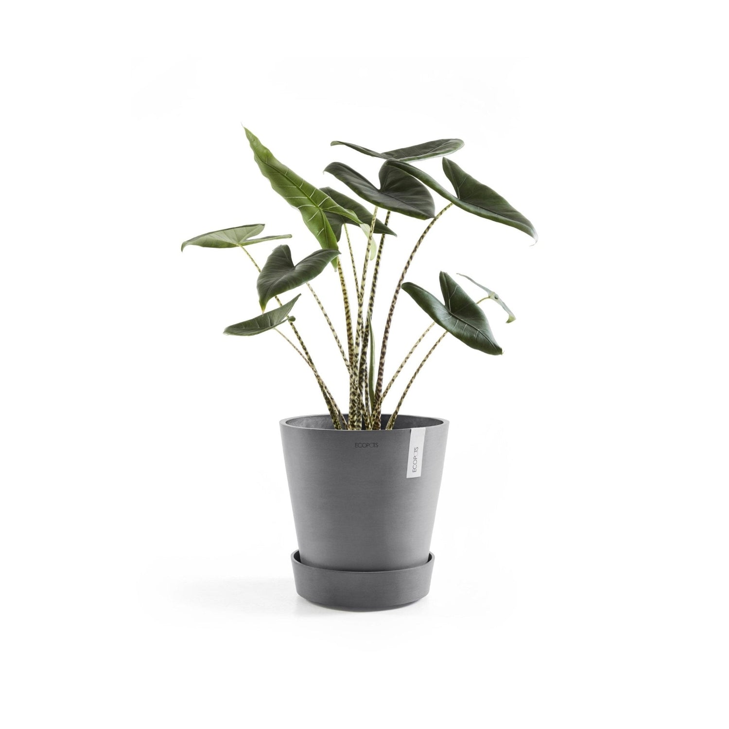 Kukkaruukku - Ecopots - Aluslautanen Amsterdam pyörillä 30cm harmaa - Ecopots - Uuden aikakauden kukkaruukku kierrätysmateriaalista