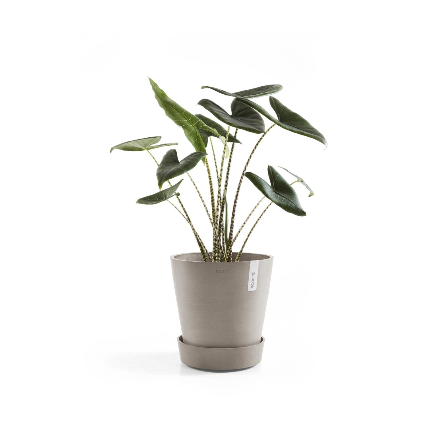 Kukkaruukku - Ecopots - Aluslautanen Amsterdam pyörillä 30cm taupe - Ecopots - Uuden aikakauden kukkaruukku kierrätysmateriaalista