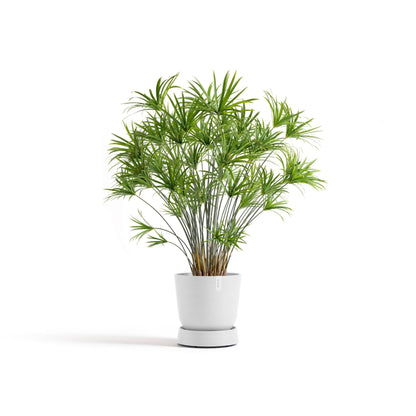 Kukkaruukku - Ecopots - Aluslautanen Oslo pyörillä 35cm valkoinen - Ecopots - Uuden aikakauden kukkaruukku kierrätysmateriaalista